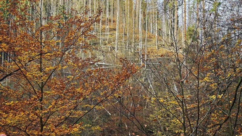 Wolf nach Beißvorfall ausgewildert