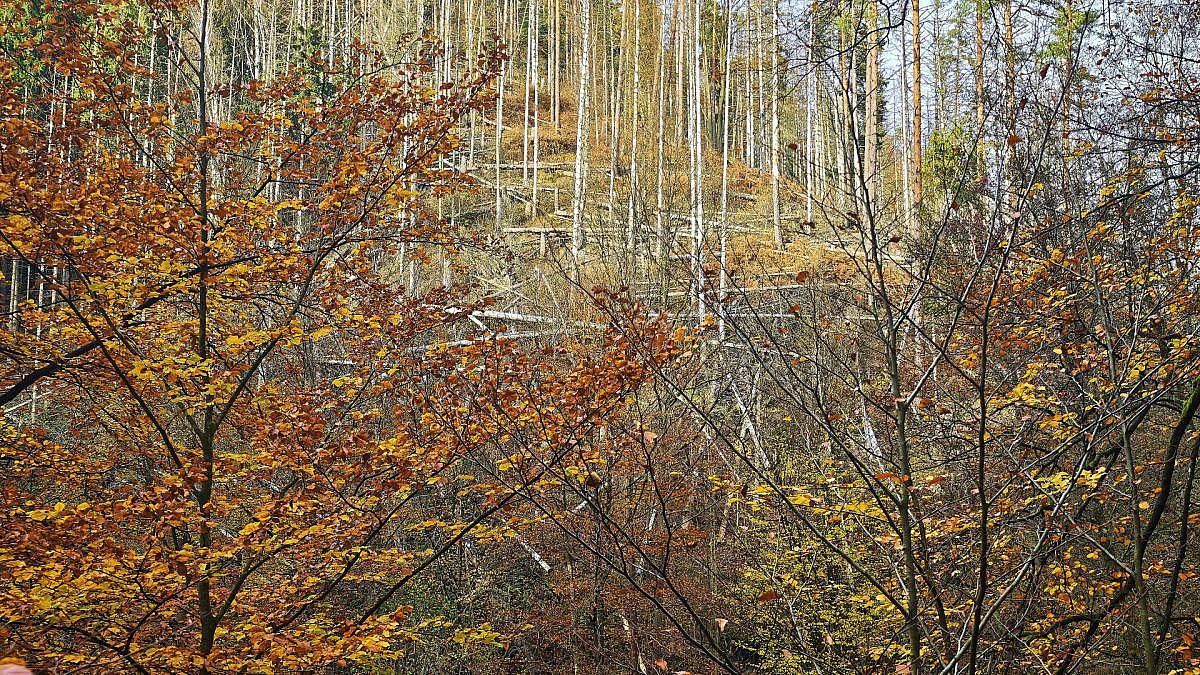 Wolf nach Beißvorfall ausgewildert