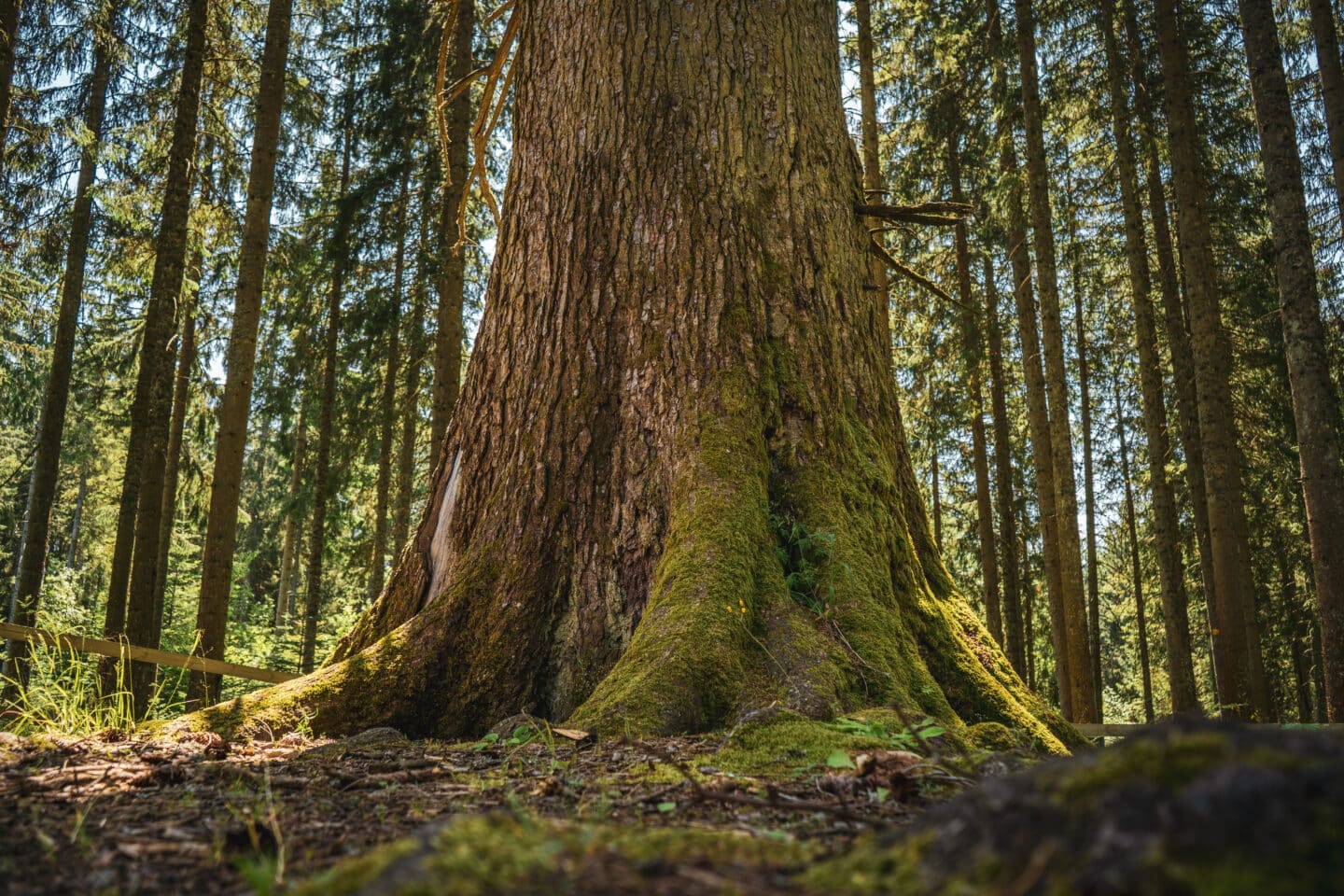 Die „Danieltanne“ gilt als größte Tanne im Südschwarzwald. FotoHochschwarzwald Tourismus GmbH