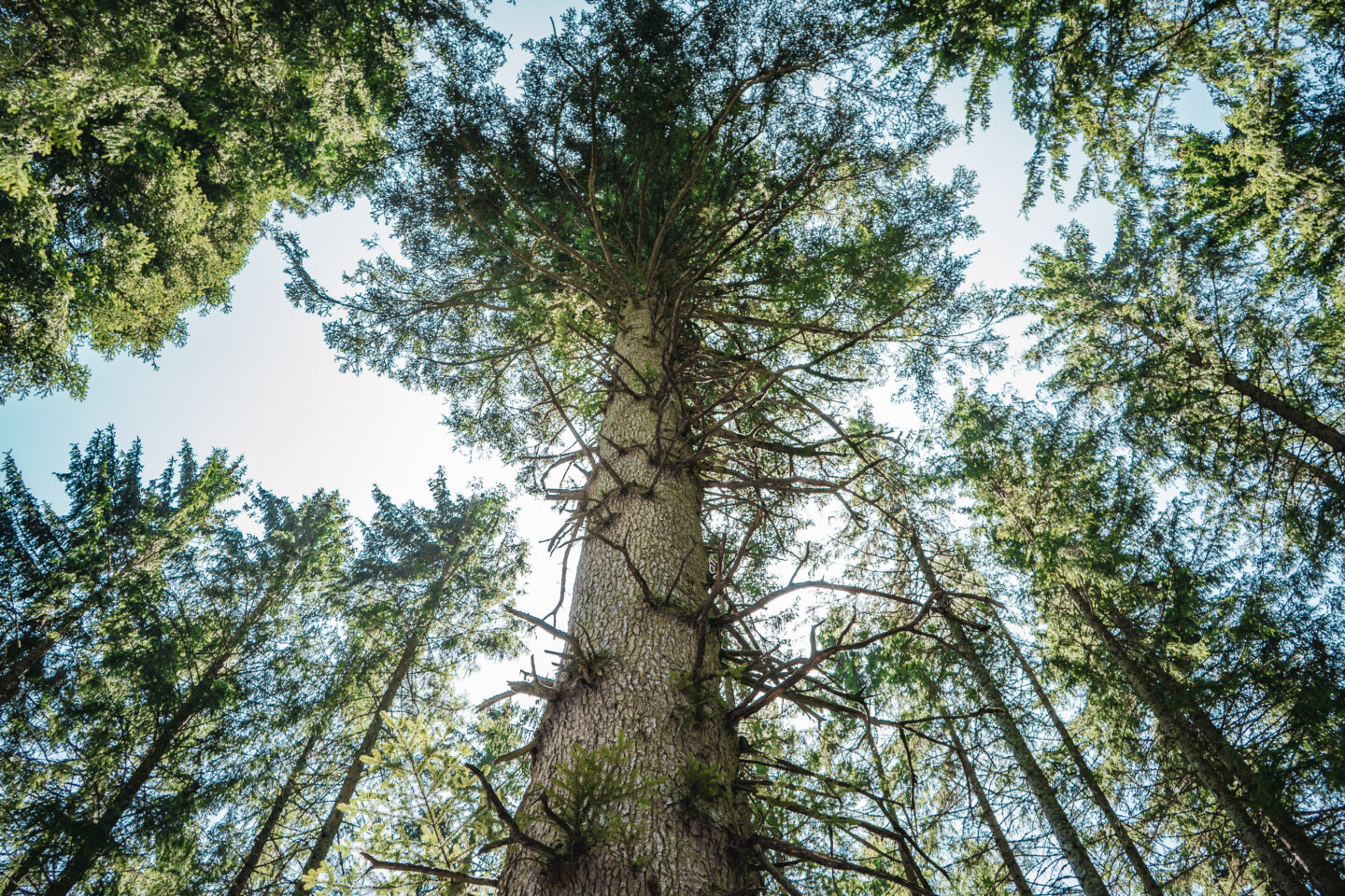 Danieltanne in Grafenhausen: Die dickste Tanne im Schwarzwald wird zum Nationalerbe-Baum