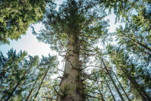 Danieltanne in Grafenhausen: Die dickste Tanne im Schwarzwald wird zum Nationalerbe-Baum