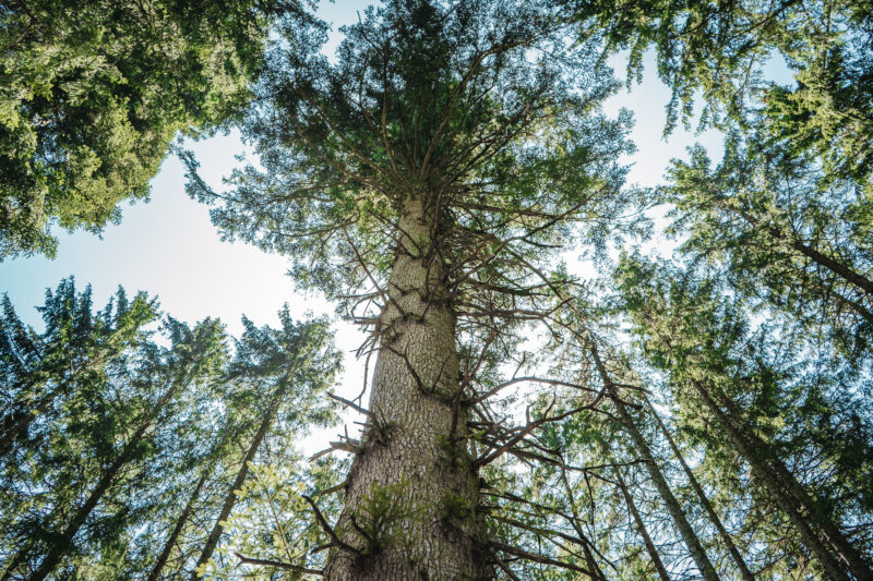 Danieltanne in Grafenhausen: Die dickste Tanne im Schwarzwald wird zum Nationalerbe-Baum