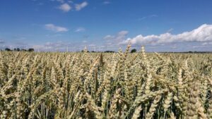 Getreideanbau in Deutschland stabilisiert sich
