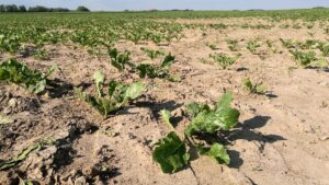 Klimasorgen steigen – aber nicht wie in den 80ern