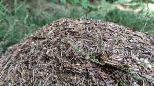 Ameisen-Geheimnis gelüftet: Mehr als nur Säure im Sprühgift