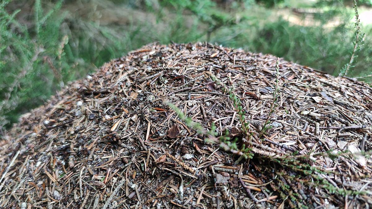 Ameisen-Geheimnis gelüftet: Mehr als nur Säure im Sprühgift