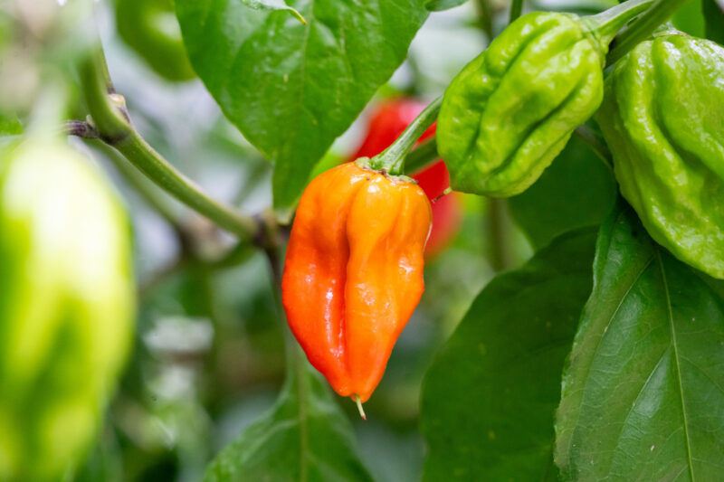 Wilhelma wird scharf: 80 Chili-Sorten bringen den Wintergarten zum Leuchten