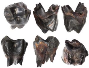Tübinger Forschende identifizieren über 300.000 Jahre alten Affenzahn Tübinger Forschende identifizieren über 300.000 Jahre alten Affenzahn