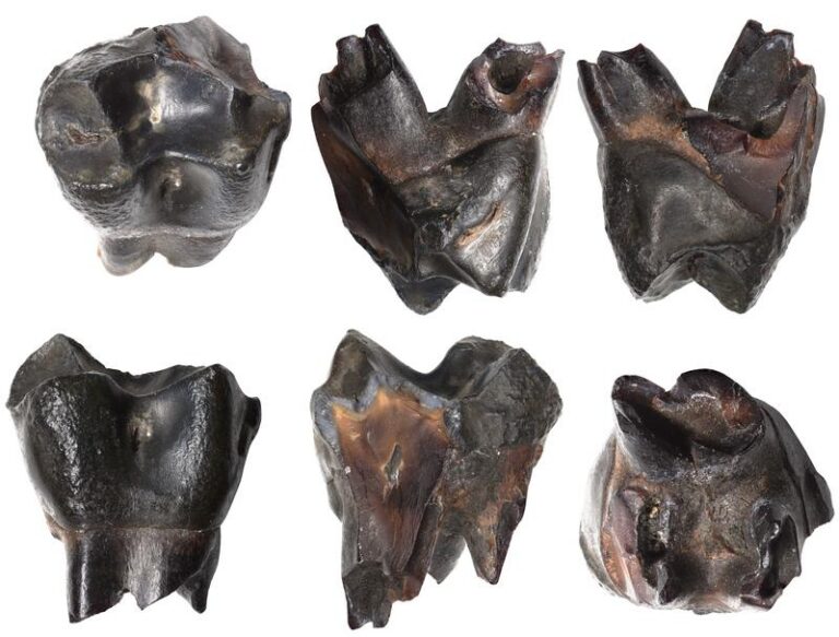 Tübinger Forschende identifizieren über 300.000 Jahre alten Affenzahn