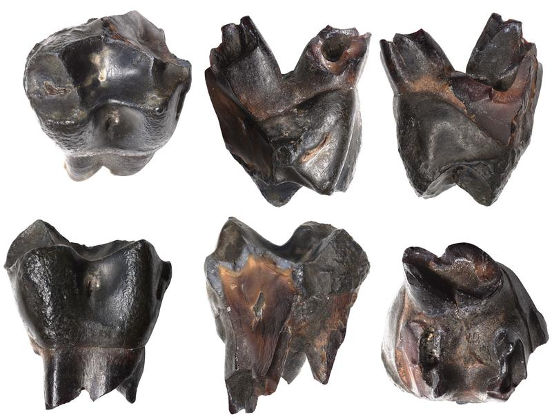 Tübinger Forschende identifizieren über 300.000 Jahre alten Affenzahn