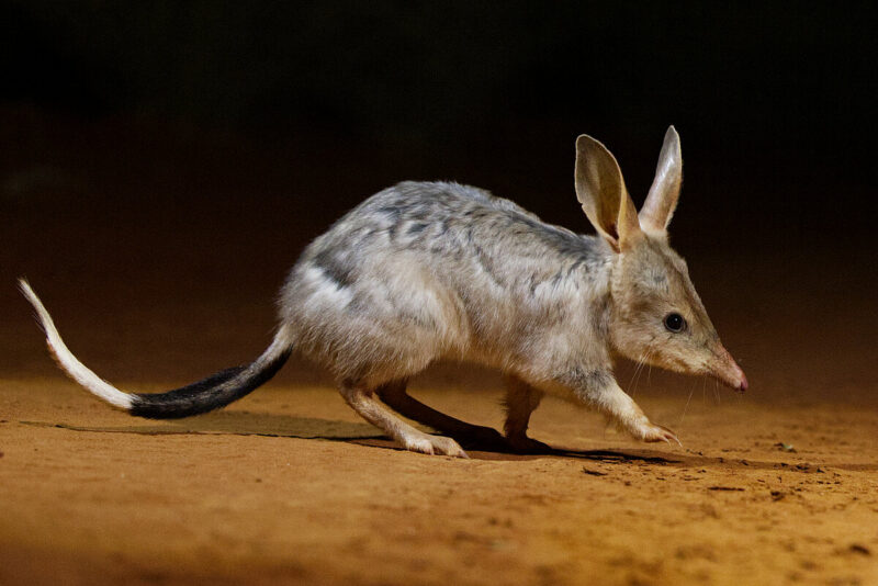 Wilhelma feiert Bilby Day: Sonderprogramm zu seltenen Beuteltieren