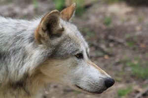 Symbolbild eines Wolfs zum Fall des schwer verletzten Wolfs am Schluchsee