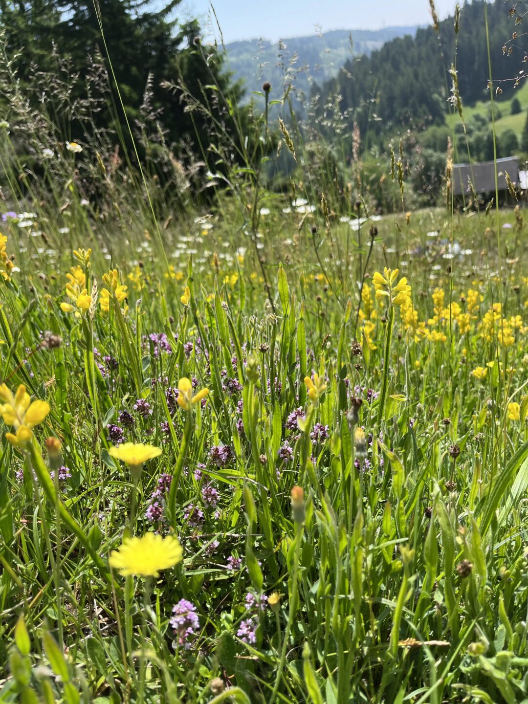 Artenreiche Silikat-Magerwiese mit gelbem Flügelginster im Schwarzwald