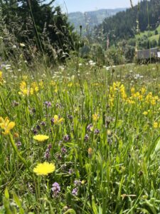 Artenreiche Silikat-Magerwiese mit gelbem Flügelginster im Schwarzwald