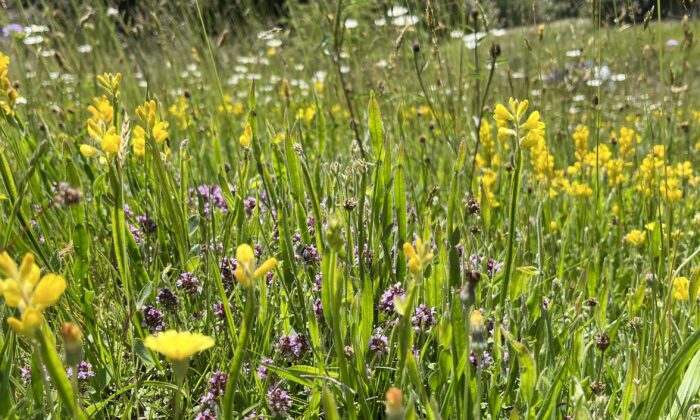 Pflanzenvielfalt: Schwäbische Alb und Schwarzwald verlieren Spezialisten Pflanzenvielfalt: Schwäbische Alb und Schwarzwald verlieren Spezialisten