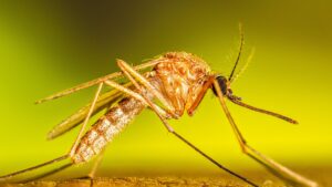 Weibliche Culex-Stechmücke als Symbolbild zum West-Nil-Virus