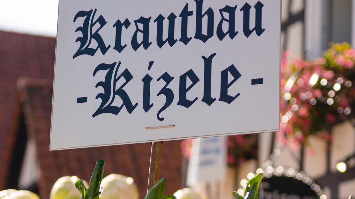 Schild Krautbau-Kitzele vor Filderspitzkraut beim Krautfest