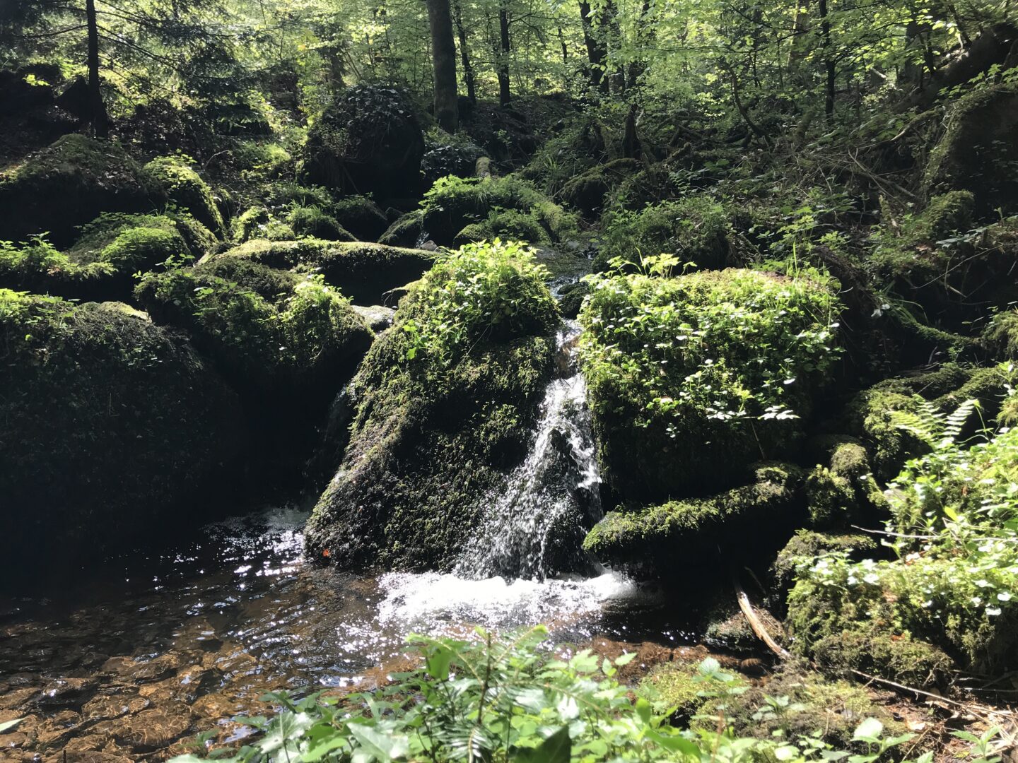Wasserlauf im Schwarzwald als Symbolbild für Dauerregen