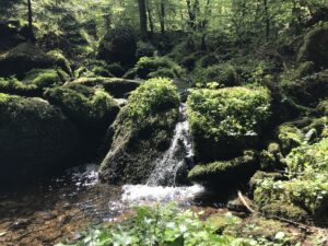 Wasserlauf im Schwarzwald als Symbolbild für Dauerregen