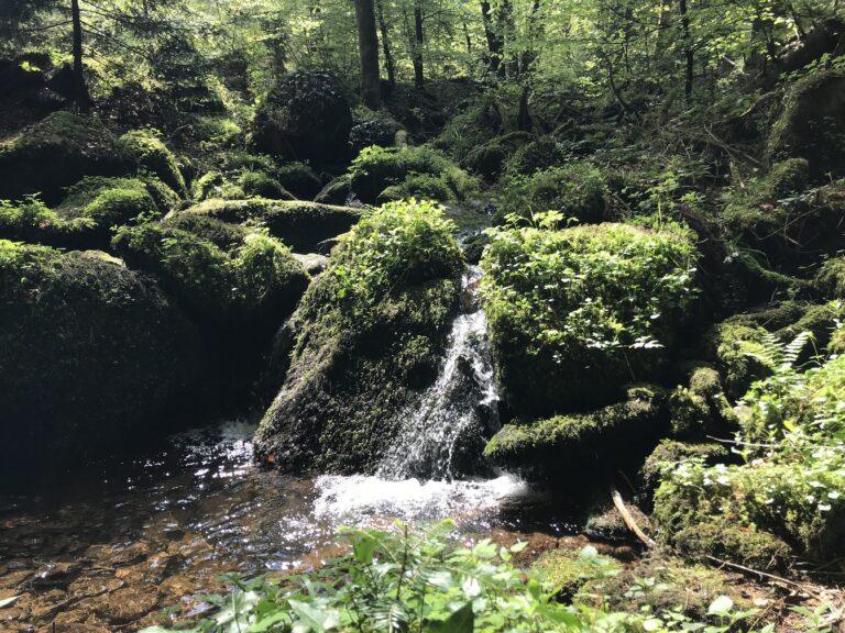 Wasserlauf im Schwarzwald als Symbolbild für Dauerregen